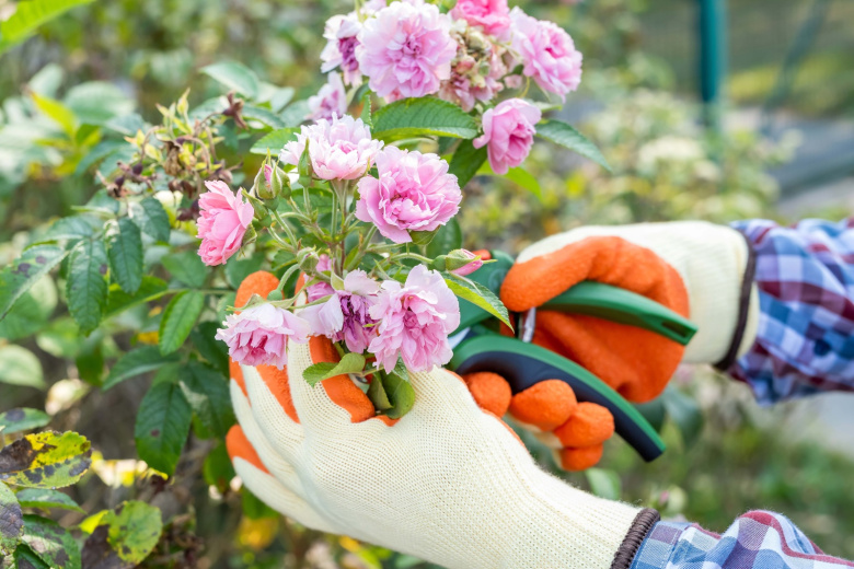 Утепляем корни роз и гортензий: ноябрьские хлопоты для пышного цветения