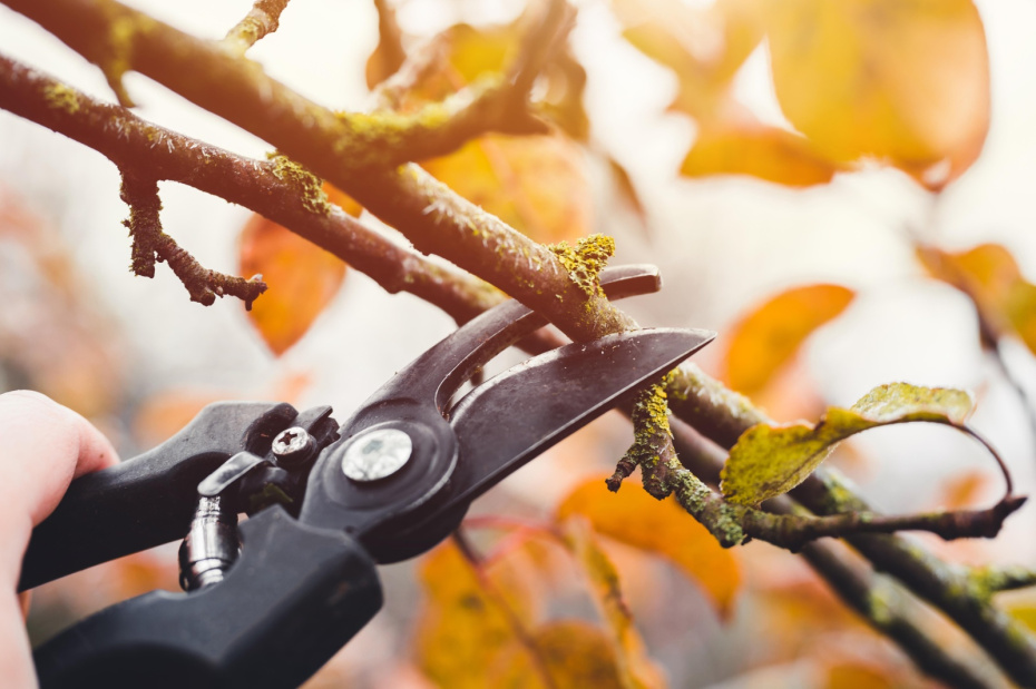 Уборка и сжигание падалицы и мумифицированных плодов — секрет для ускорения работы