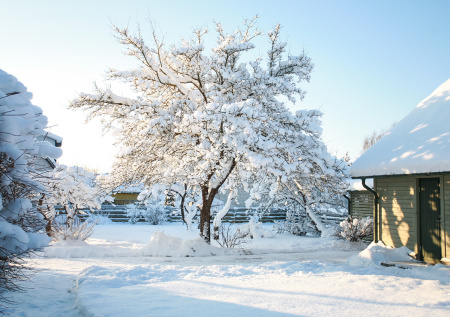 Почему кроны ломаются от снега и как защитить их зимой в саду