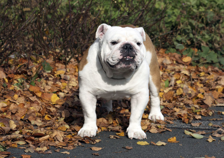 Названы породы собак, которые могут исчезнуть из Великобритании