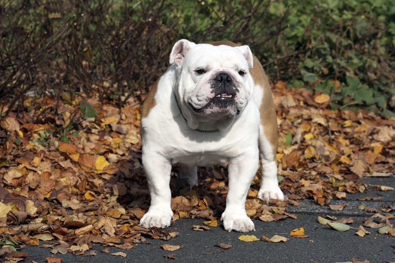 Английский бульдог
