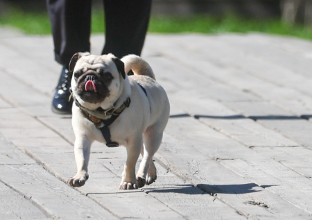 Самые любимые породы собак британцев вскоре могут исчезнуть