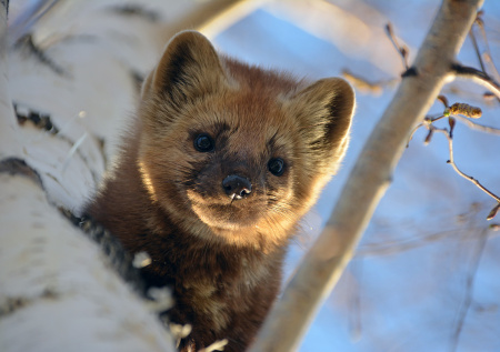 В Новой Москве заметили редкое животное