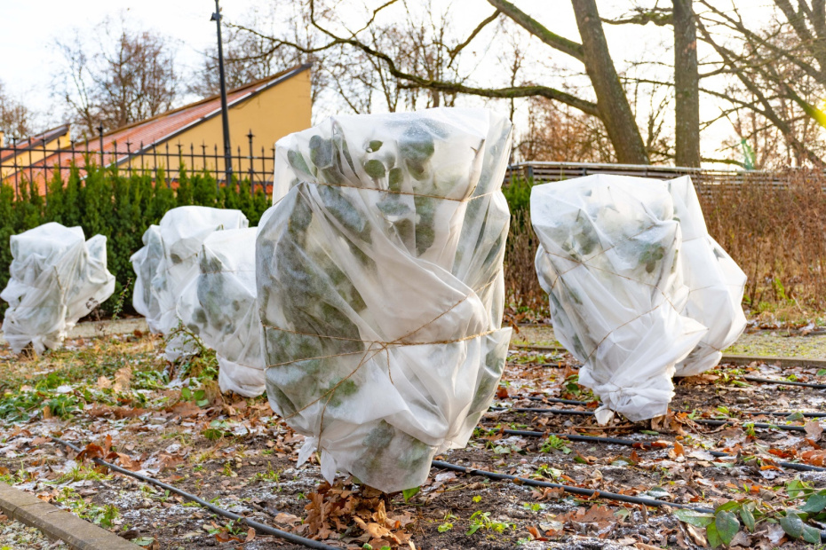 Утепление корневой системы — почему сделать это нужно прямо сейчас и как поможет снег