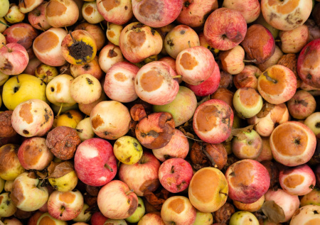 Осенний сад: как уничтожить падалицу и грибки быстро и навсегда