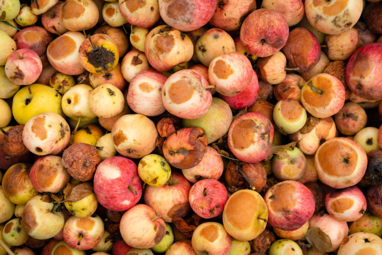 Уборка и сжигание падалицы и мумифицированных плодов — секрет для ускорения работы