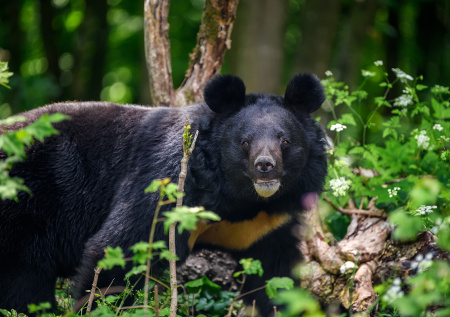 Гималайские медведи растерзали трех женщин за 11 дней