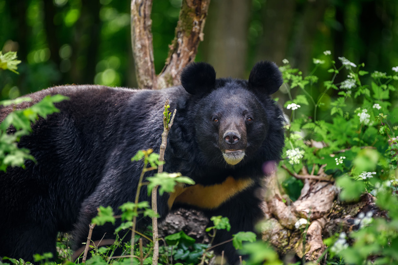 Гималайский медведь