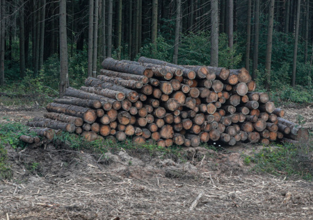 Предпринимателя из Красноярска подозревают в контрабанде леса