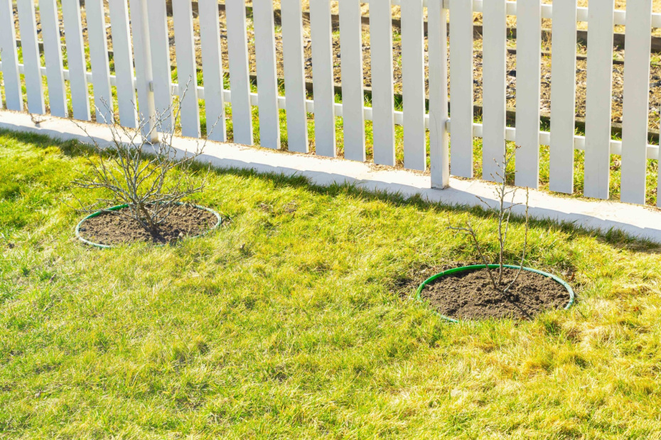 Правильное размещение кустов