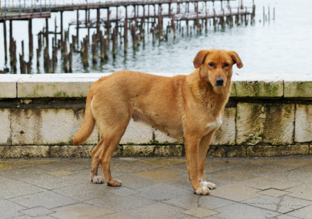 Закон об эвтаназии бездомных собак приняли в российском регионе