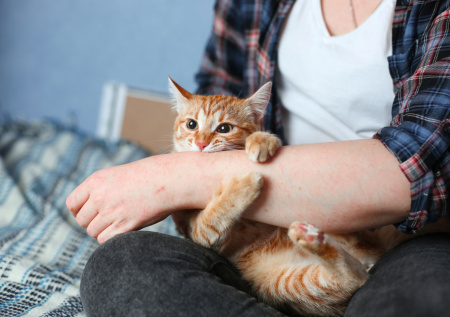 Ветеринар ответил, можно ли заразиться шизофренией из-за кошки