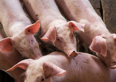 Российский регион начал превращаться в «мегасвинарник» из-за одного проекта