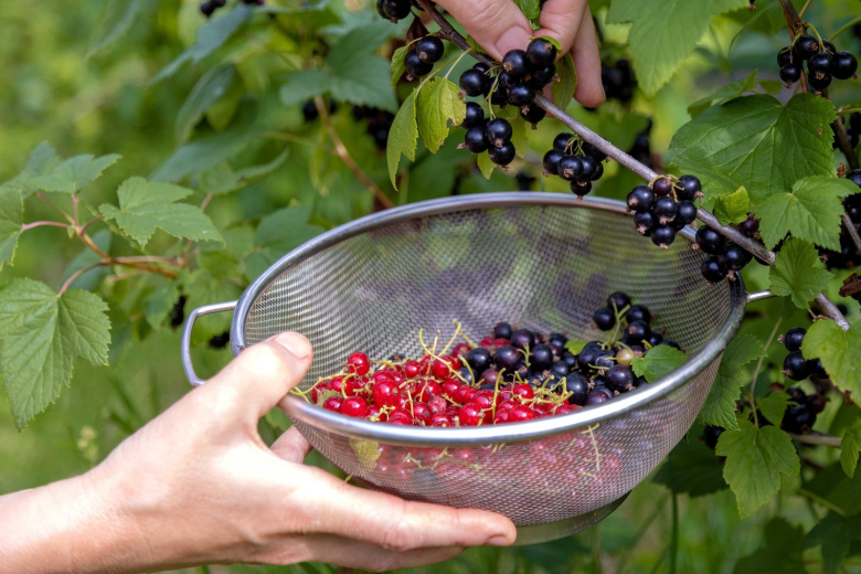 Секреты хорошего урожая малины и смородины: осенний уход по старинным методикам