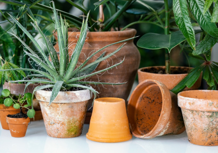 Белый налет в цветочных горшках: как спасти растения от плесени простыми средствами