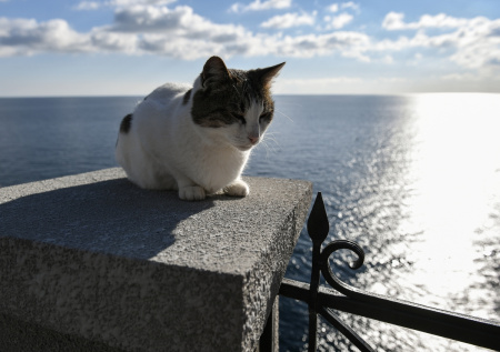 Появились новые детали о спасенной у «Ласточкиного гнезда» кошке Мусе