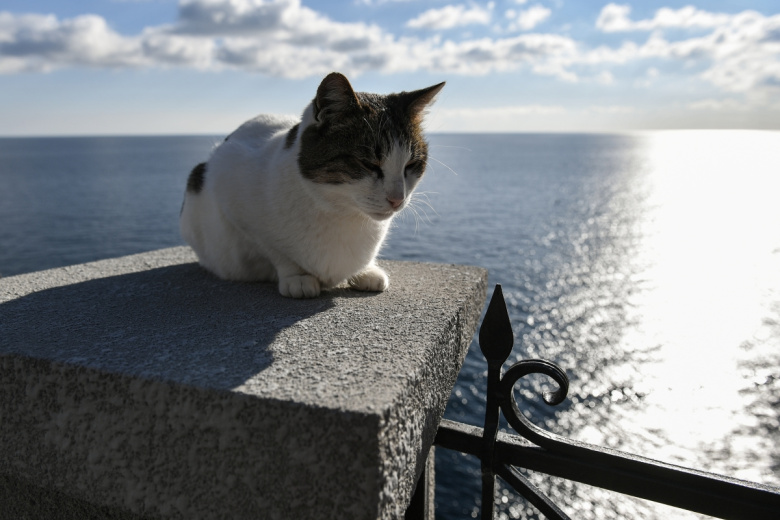 Кошка Муся сидит на парапете, открытого после реконструкции дворца-замка «Ласточкино гнездо» в Крыму