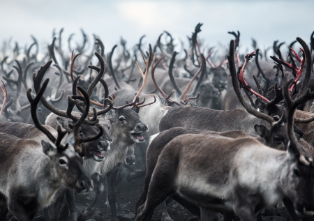 Появились кадры бесконечного потока оленей на Камчатке