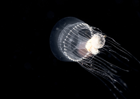 Стало известно, где обитают смертельно опасные кубомедузы
