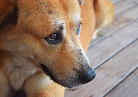 Пес-авантюрист в одиночку отправился путешествовать по Ленобласти