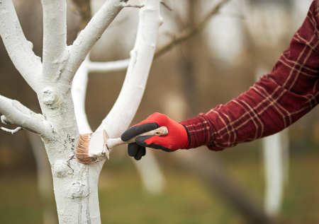 Обмотать и утеплить: лучшие методы защиты штамбов от морозобоин