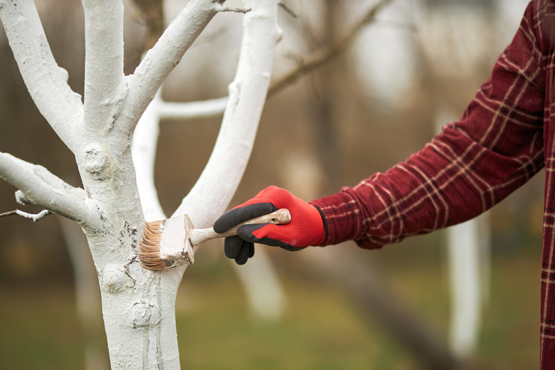 Защита штамбов от морозобоин — спасаем деревья от солнца, морозов и грызунов