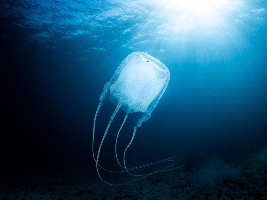 Кубомедуза