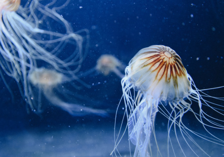 Названа главная опасность смертельной кубомедузы