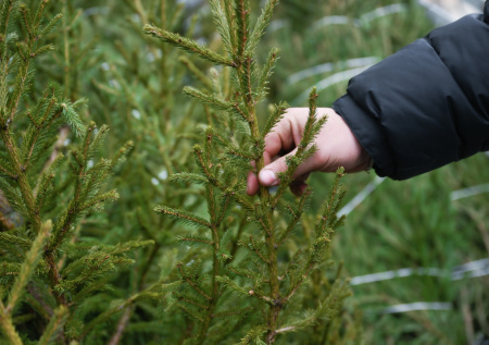 Дизайнер посоветовала, как выбрать новогоднюю елку