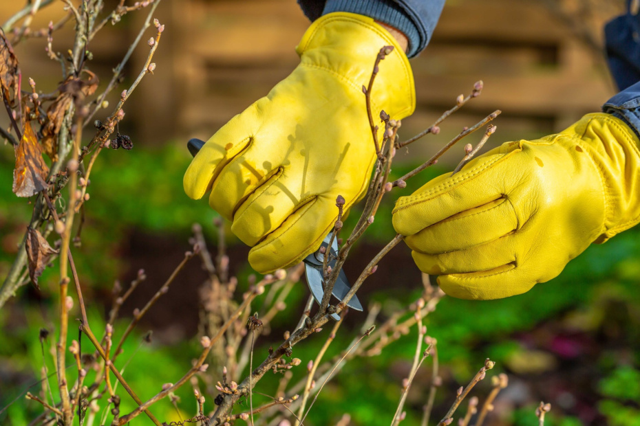 Три главных шага к отличному урожаю: готовим малину и смородину к зиме