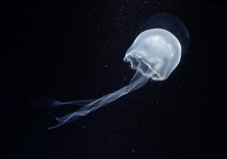 Появились подробности смерти ребенка из России после укуса кубомедузы