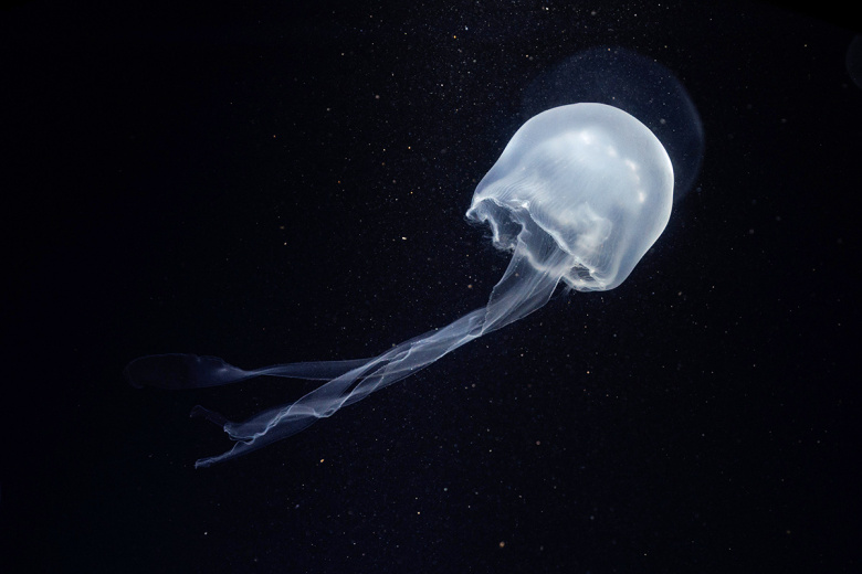 Кубомедуза