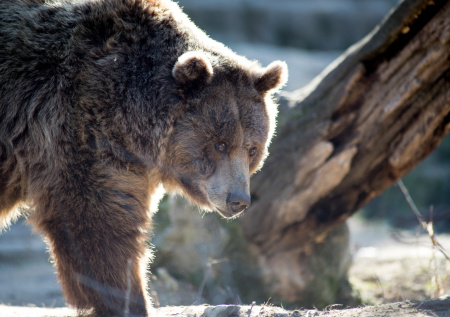 Медведь набросился на группу школьников и ранил 11 человек