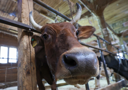 В российском селе соседи подрались из-за съеденного коровой чужого сена