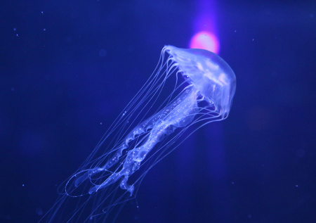 Россиянка чуть не погибла во время отдыха на пляже из-за медузы