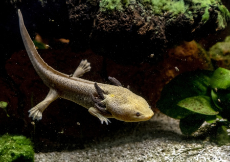 Новым обитателем «Москвариума» стал аксолотль необычного окраса