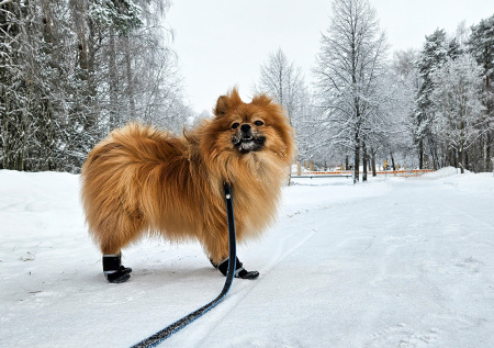 Кинолог объяснил, как уберечь лапы собаки зимой
