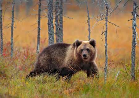 Медведя по ошибке обвинили в кровавой расправе над 70-летней женщиной