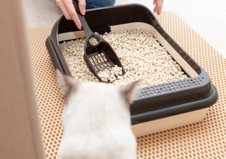 Эколог объяснила, почему нельзя смывать кошачий наполнитель в канализацию