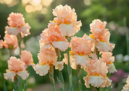 Посадите в ноябре — весной в саду каскад персиковых бутонов! Универсальный многолетник: и для клумбы, и для пруда, и для живой изгороди