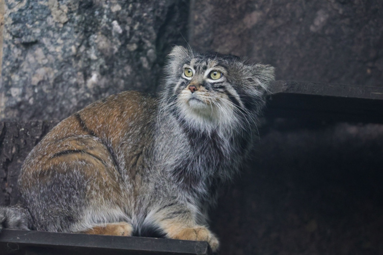 Манул Тимофей