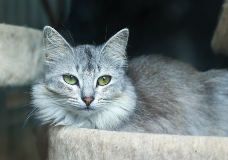 День домашних животных 30 ноября: как позаботиться о питомце