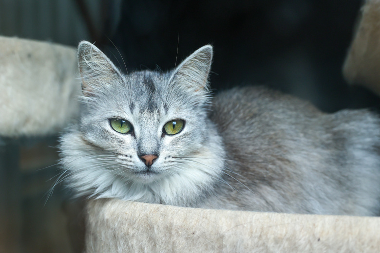 Как поздравить своего питомца: идеи подарков и внимания