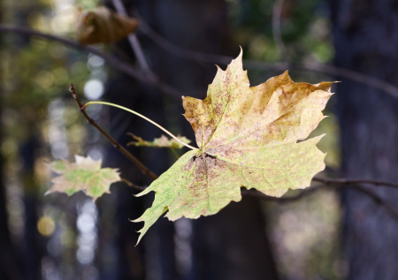 «Не погода, а чудо»: Вильфанд назвал регионы, куда придет июньское тепло