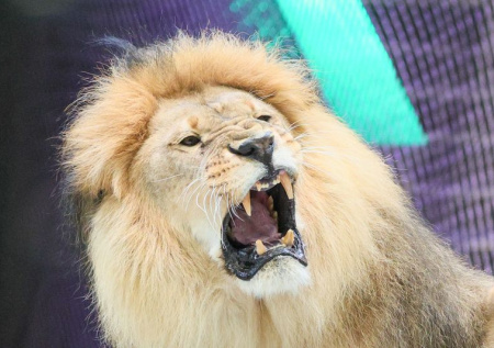 Владелец «Тайгана» рассказал, как восстанавливается после нападения льва