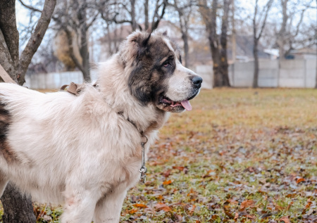 Огромный алабай чуть не растерзал ребенка на глазах прохожих