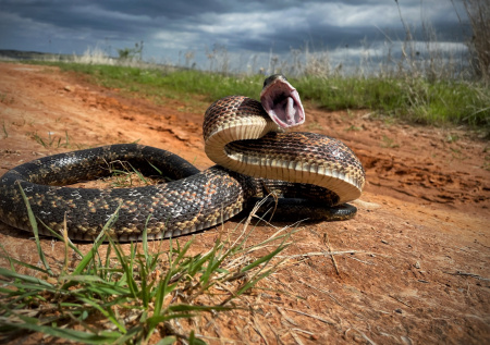 Турист из России совершил роковую ошибку, не заметив укуса змеи