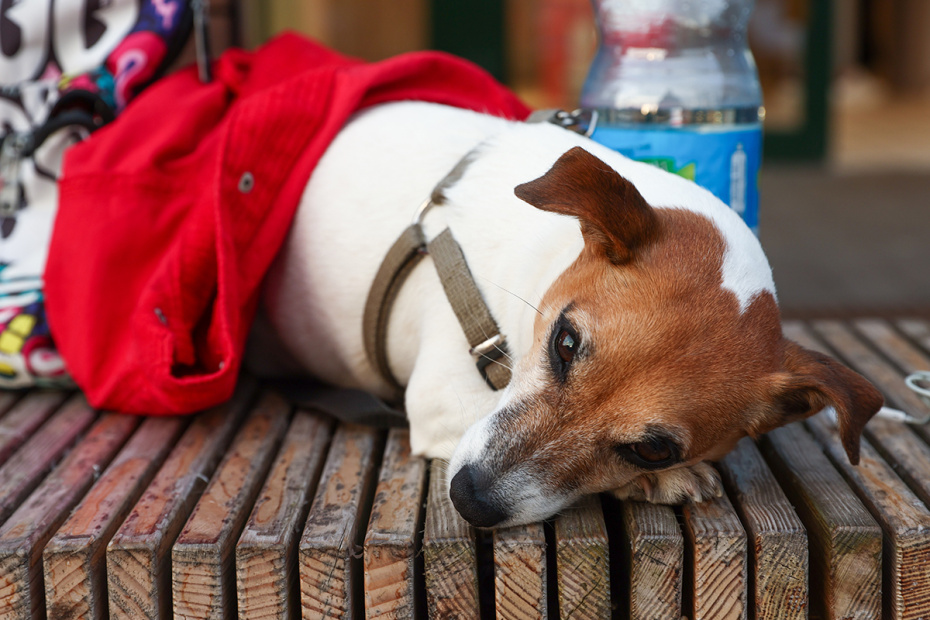 Помощь бездомным животным: как сделать доброе дело
