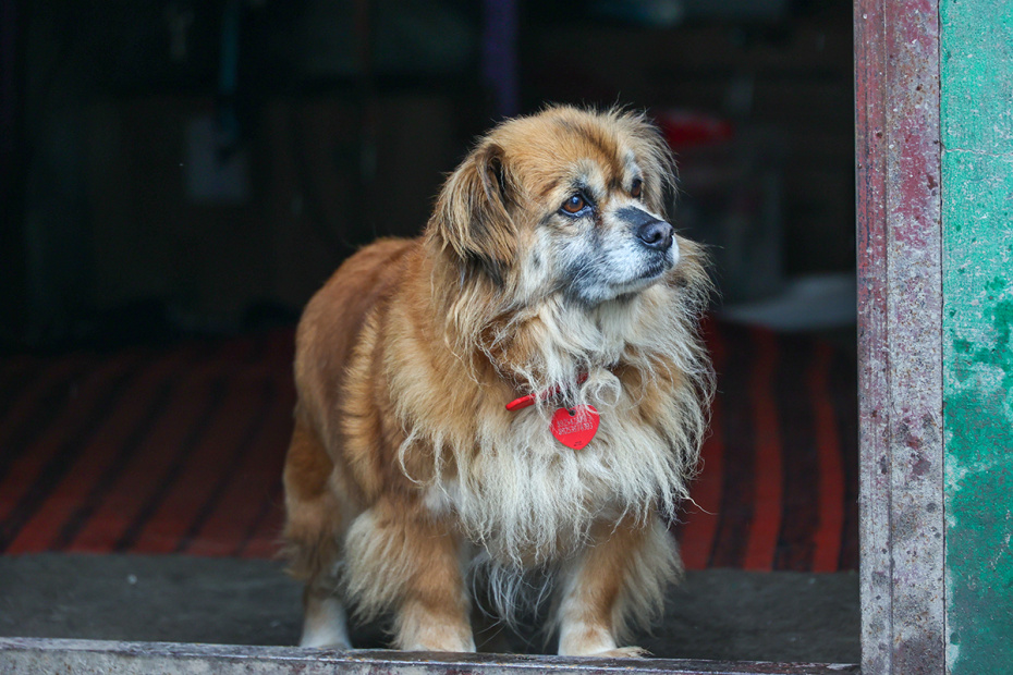 День домашних животных 30 ноября: как позаботиться о питомце