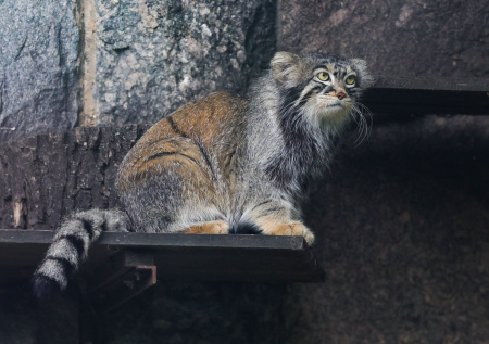 Любимец Московского зоопарка вступил в финальную стадию зажировки